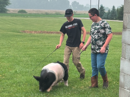 Kayden practicing with a pig at Isler's Farm before the event.